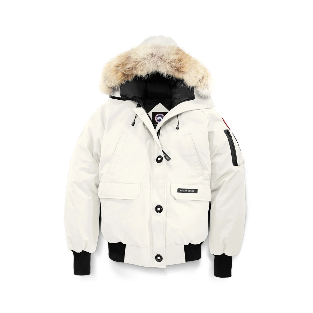 Canada goose